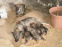 cani da masseria